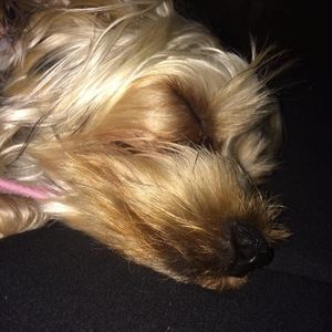 Meet your Posher, Alexis